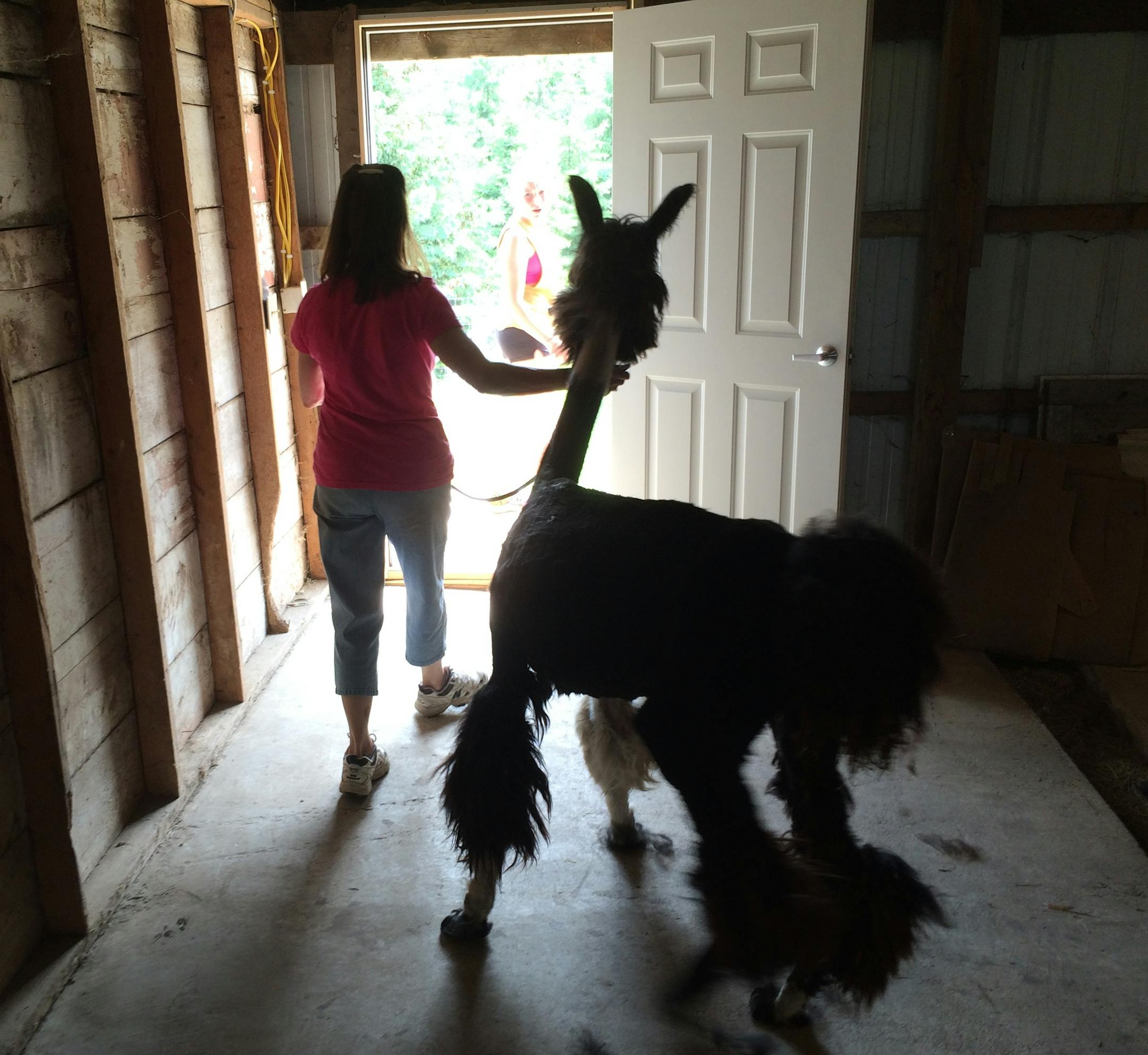 Cha Cha Cha, an Argentine llama living on a farm several miles south of downtown Hastings, reluctantly follows her owner, Sue Morgan, outside after being sheared.