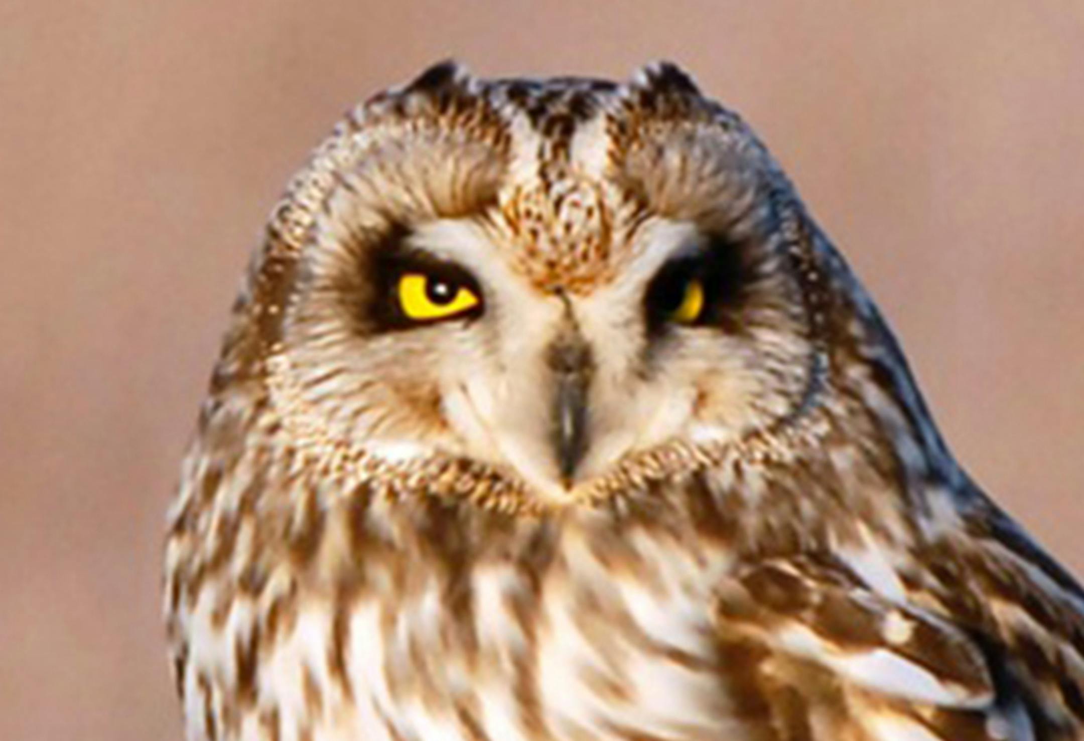 Short-eared owl