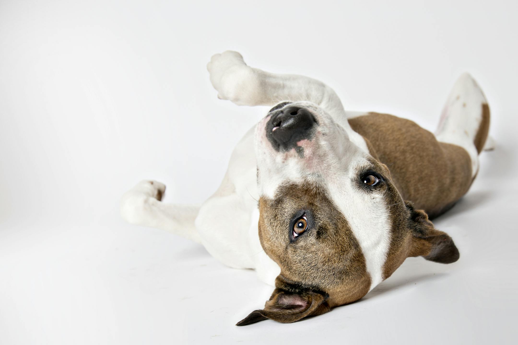This is Nyla, and she is super loving and affectionate (and smart! wow is she smart!). She is just about 2 years old, and she ís a hound / pit bull mix.