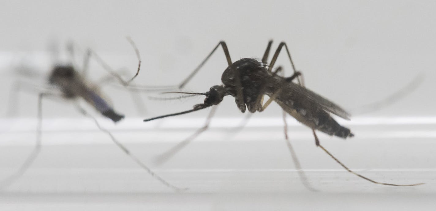 Aedes aegypti mosquitos sits inside a glass tube at the Fiocruz institute where they have been screening for mosquitos naturally infected with the Zika virus in Rio de Janeiro, Brazil, Monday, May 23, 2016. As opposed to artificially infected mosquito in labs, the institute found Aedes aegypti mosquitos that were naturally infected, confirming scientists suspicion that the Aedes aegypti is indeed a vector for Zika. (AP Photo/Felipe Dana) ORG XMIT: MIN2016052514594123