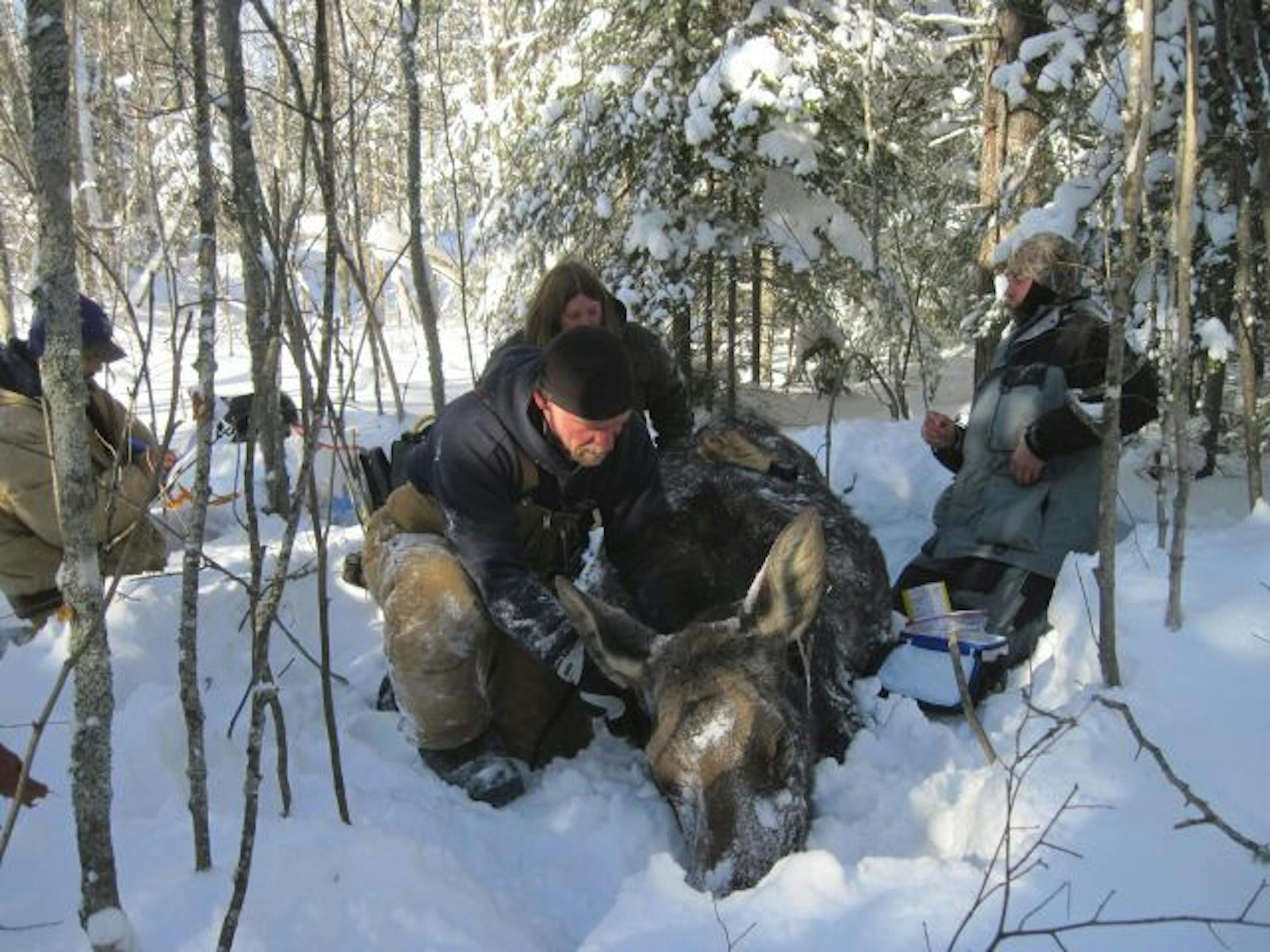 Biologist Seth Moore, left, veterinarian Erika Butler and DNR technician Eric Hildebrand collected data from a moose.