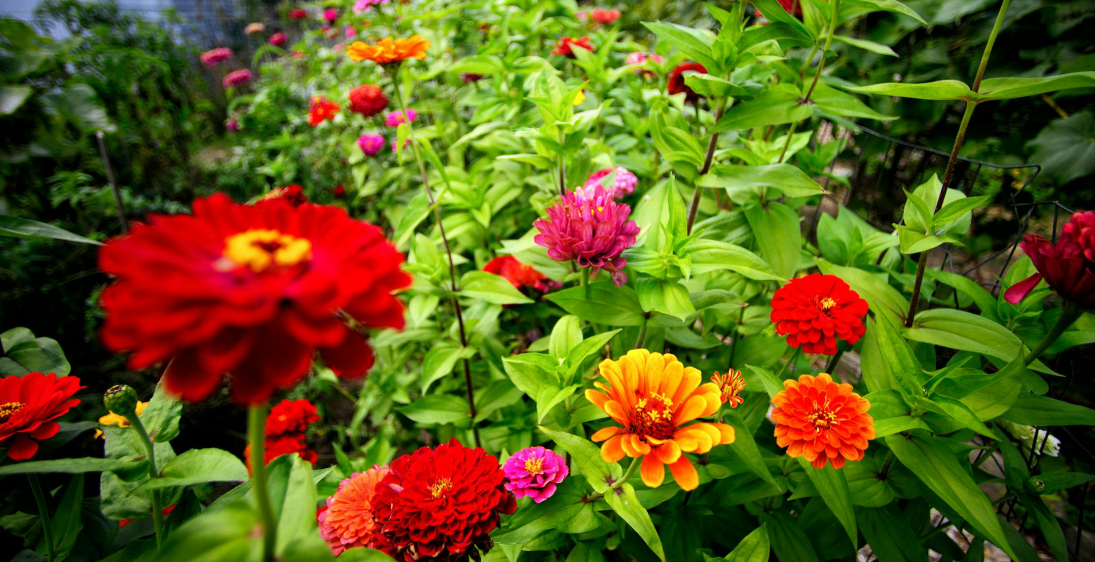 Flowers growing in a Birchwood garden plot. For nearly 20 years, residents of the Birchwood neighborhood in St. Louis Park have enjoyed a community garden, courtesy of a Lutheran church that let them use some of its land. Now the church's aging congregation has disbanded and the property has reverted to the ELCA synod. The church and a prime parcel of 4 acres on Highway 100 is up for sale, and the gardeners fear losing their little plots. ] Wednesday, September 17, 2014 GLEN STUBBE * gstubbe@sta