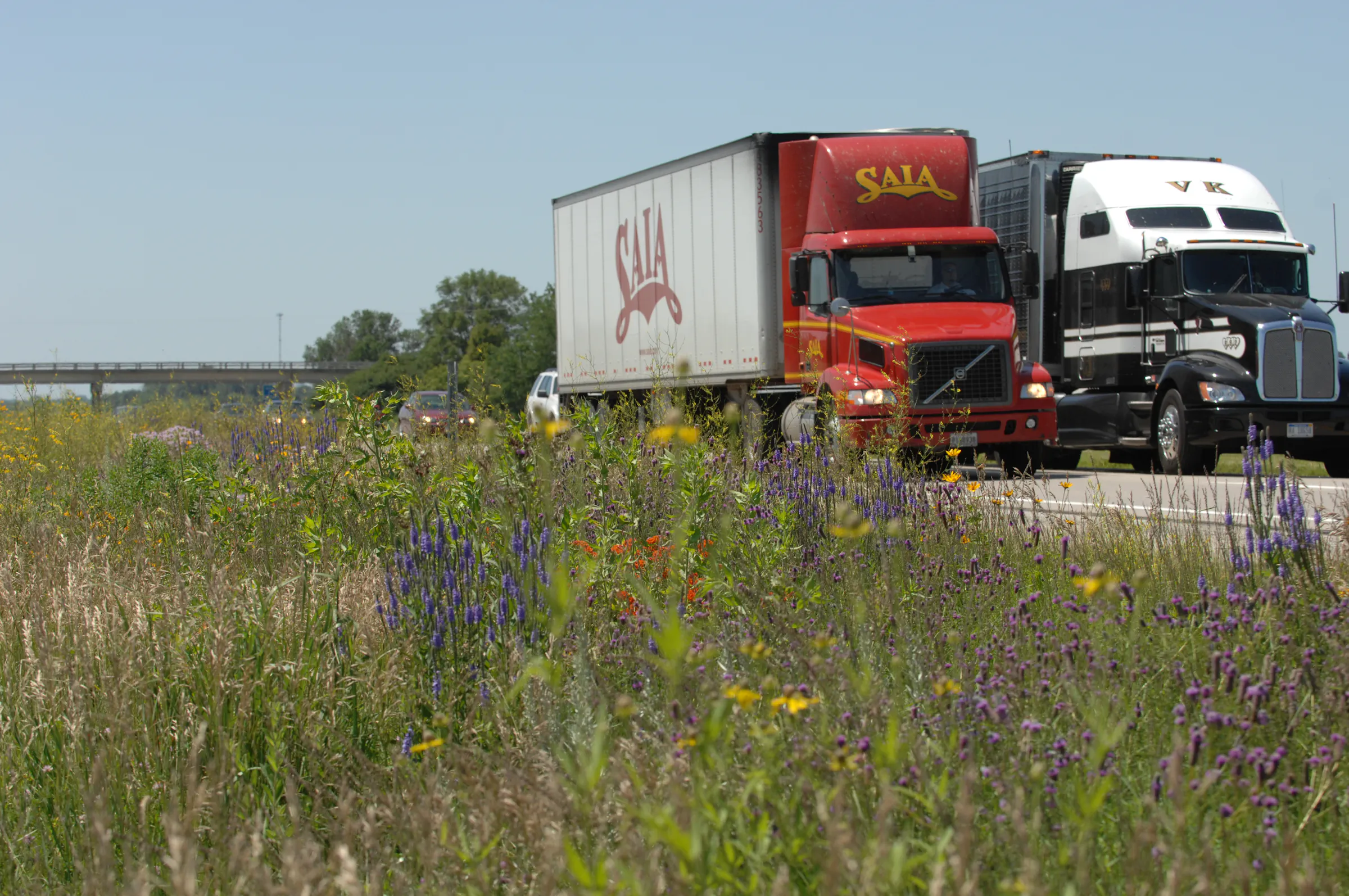 Corridors of native pollinator plants to sprout along Minnesota's state ...