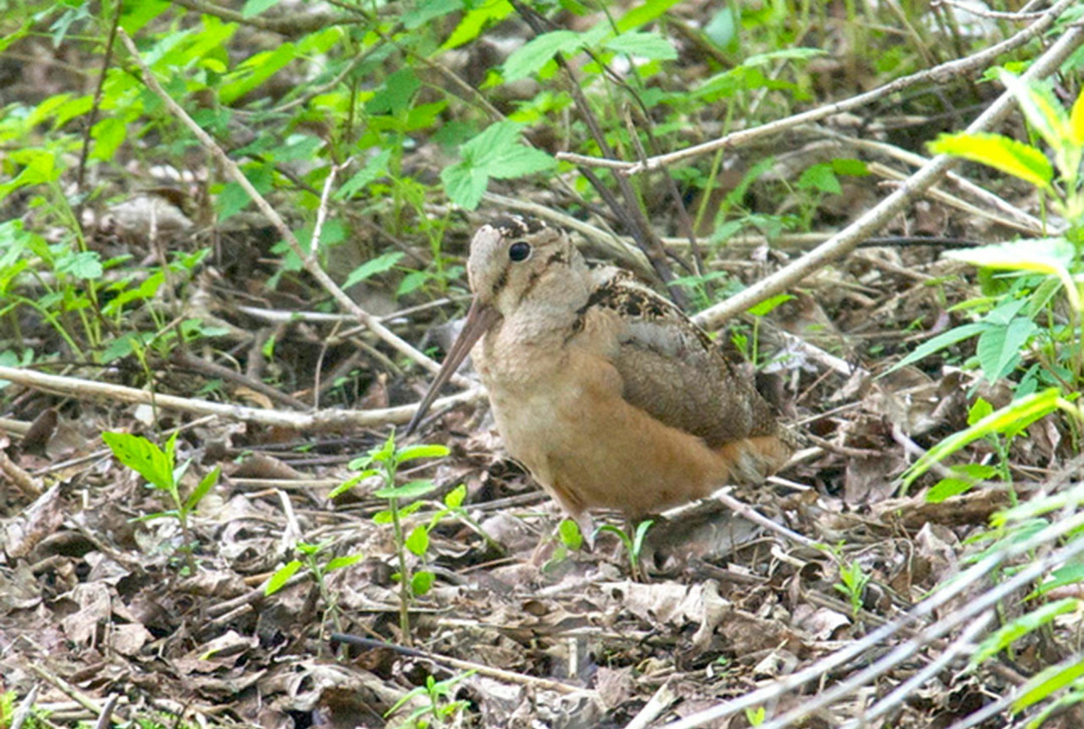 American woodcock in spring migration, early March to late May, can be found throughout the state, particularly the northeast. They nest throughout, except along the Iowa border, east central nesting common. Fall migration is September through November. This bird was in a thicket of shrubs adjoining a wetland.
credit: Jim Williams