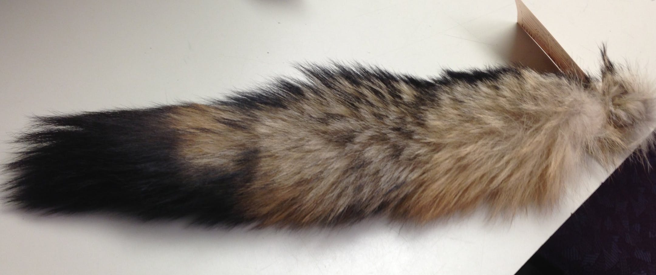 A raccoon tail was one of the most unusual items among the 20,000 that were left behind on Metro Transit buses and trains last year.