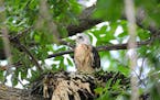 Photo by Jim Williams A young Cooper's hawk in its nest.