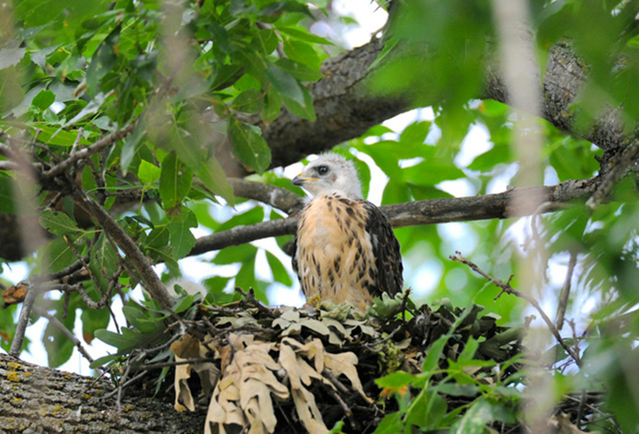 Photo by Jim Williams A young Cooper's hawk in its nest.