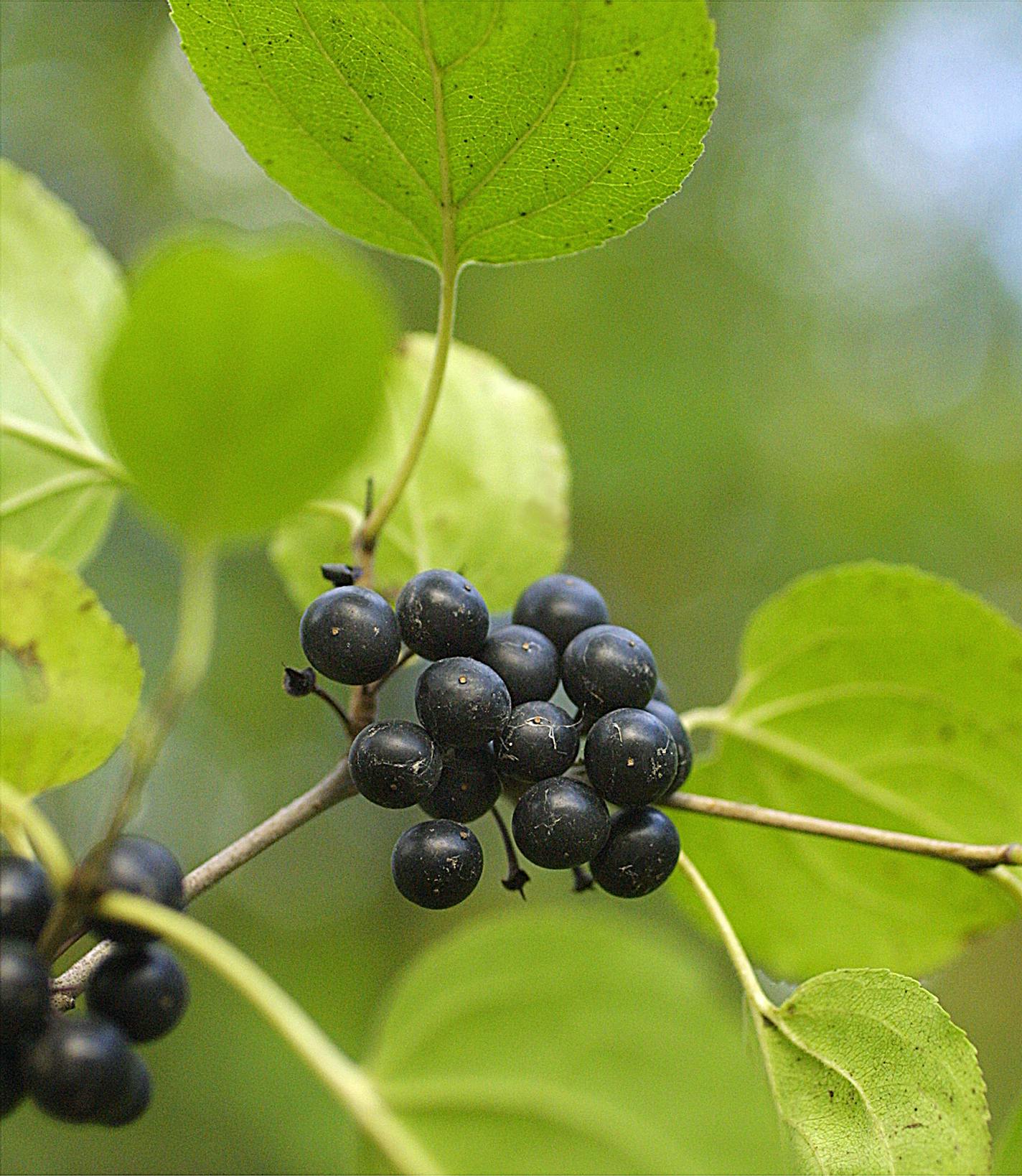 Buckthorn