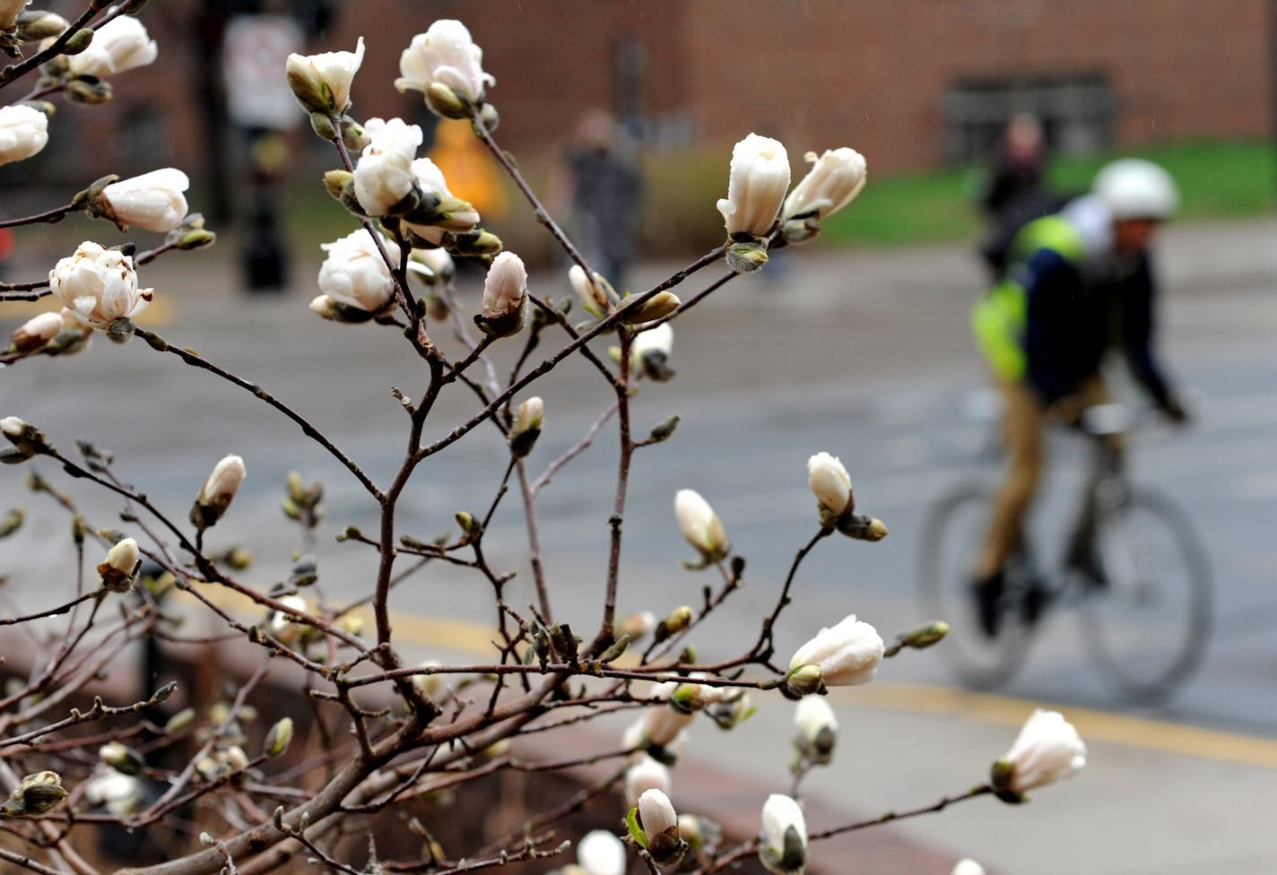 It's May, first the grass is green, the magnolia are in bloom and snow and sleet are in the air. This cyclist road by these magnolia blooms on the U of M campus.