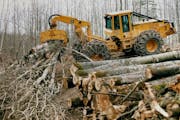 DNR-approved logging on state wildlife management areas continues to draw scrutiny from outside the agency. The Minnesota Legislative Auditor is now a
