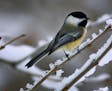GENERAL INFORMATION: Finding beauty in the beast of winter.
IN THIS PHOTO: A Black-capped Chickadee perched among frozen and snowey branches. Cool fac
