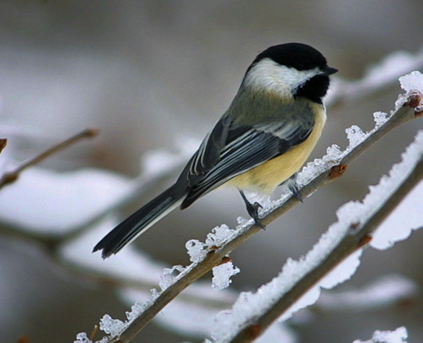 GENERAL INFORMATION: Finding beauty in the beast of winter.
IN THIS PHOTO: A Black-capped Chickadee perched among frozen and snowey branches. Cool fact: The distinguishing vocalization "chick-a-dee-dee" of the Black-capped Chickadee is one of the most complex vocalizations in the animal kingdom. Depending on slight variations in the phrases, the call can convey separate, unique messages: in addition to acting as a contact call or as an alarm call, chickadees also use their call to relay informat