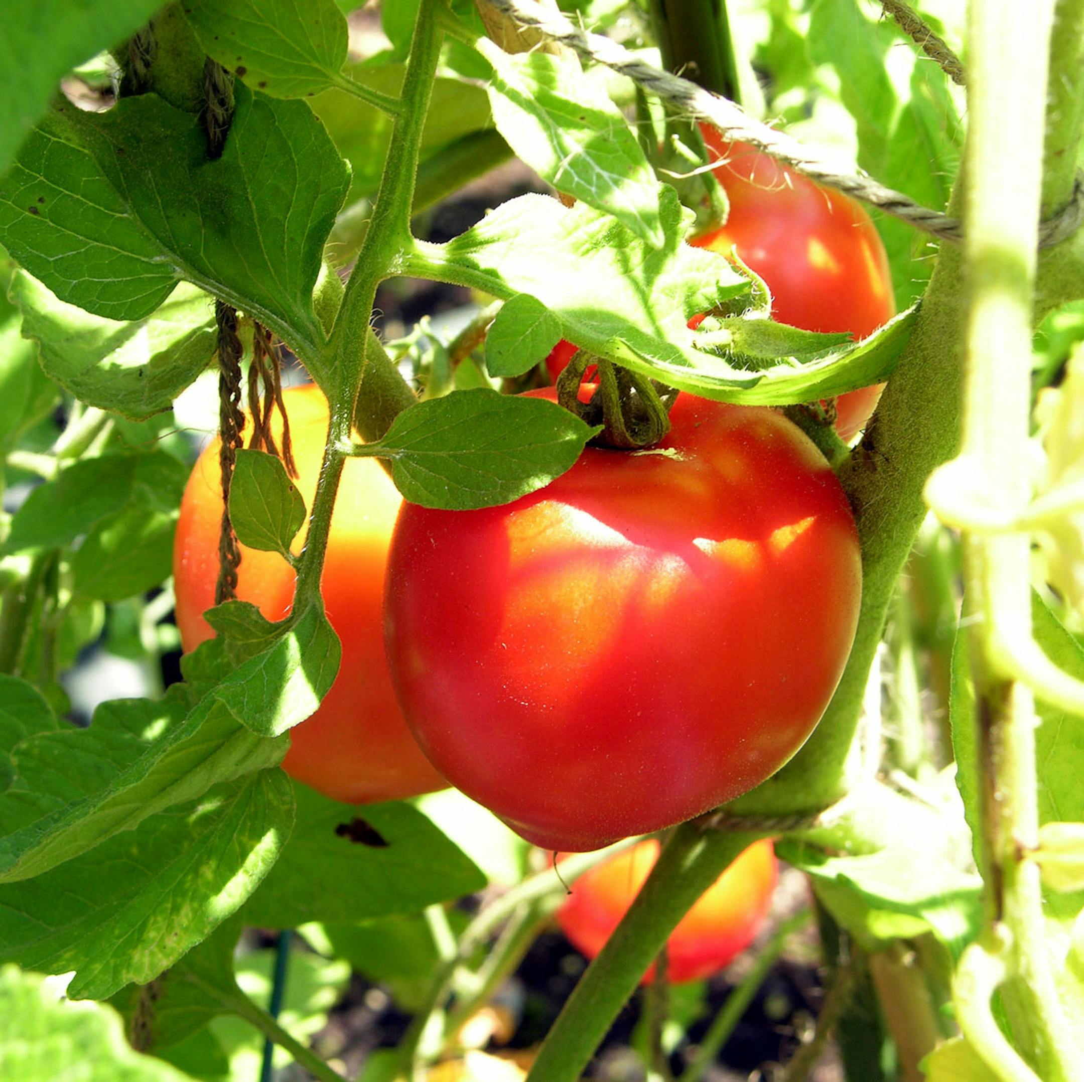 **FOR USE WITH AP LIFESTYLES** **FILE** This file photo shows Early Girl tomatoes growing in a garden in Va. Across the country, there is growing interest in gardening to put food on the table _ and it's not just about the price of food. (AP Photo/Dean Fosdick, FILE) ORG XMIT: MIN2013051713003942