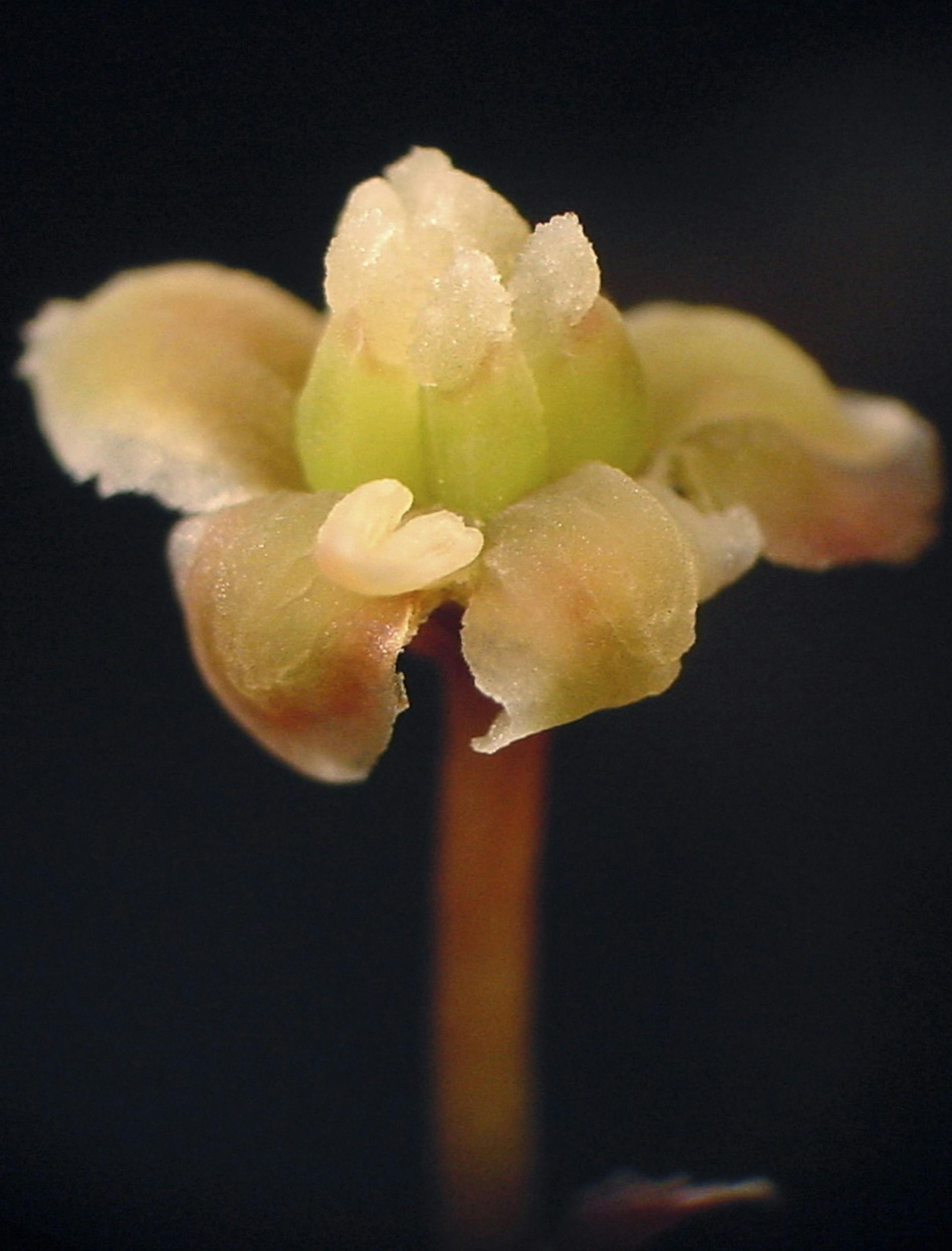 An undated handout photo of the Amborella plant, a species found only in New Caledonia, in the South Pacific. Scientists report they have sequenced its genome, indicating that the explosion of flowering plants in the late Cretaceous period followed a "genetic doubling event," a profusion of excess DNA in cells of the ancestor plant that eventually enabled a variety of new functions. (Sangtae Kim via The New York Times) -- NO SALES; FOR EDITORIAL USE ONLY WITH STORY SLUGGED SCI WATCH BY SINDYA BH