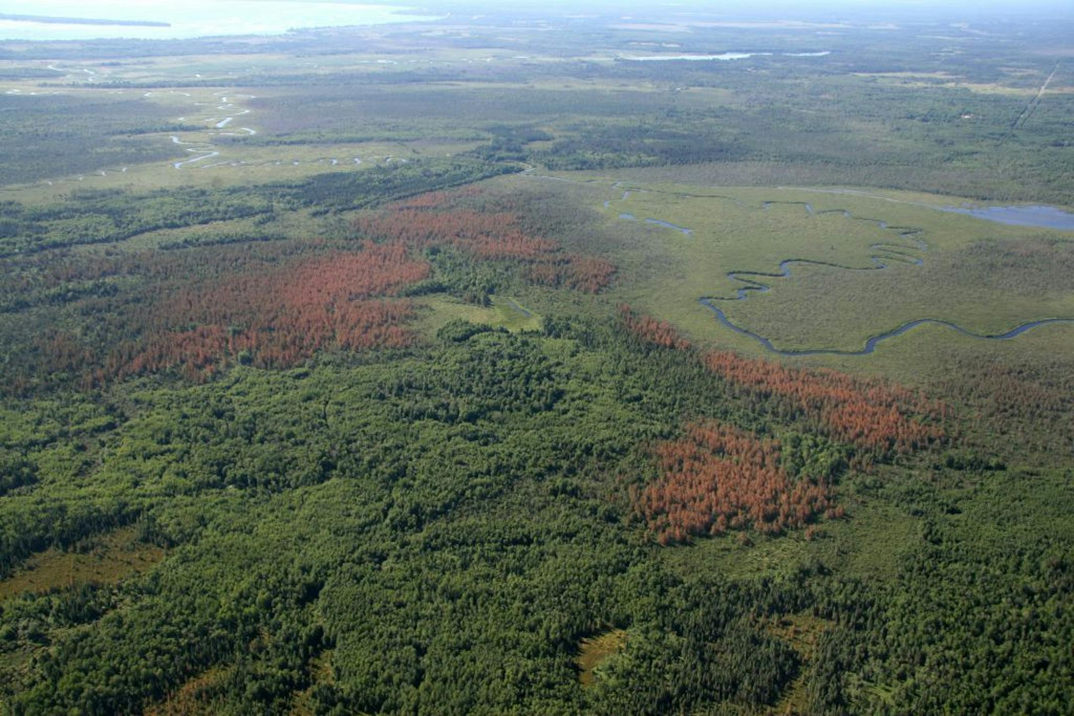 A 2007 aerial view of widespread damage in tamaracks from an outbreak of larch beetle near Big Falls in northern Minnesota. The bugs, native to Minnesota have been exploding in population since 2000 due to longer warm seasons.