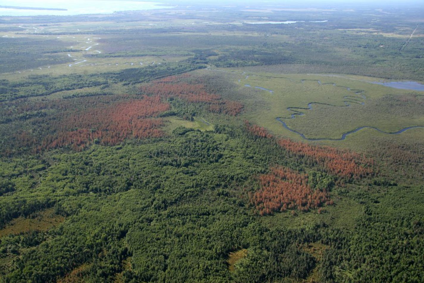 A 2007 aerial view of widespread damage in tamaracks from an outbreak of larch beetle near Big Falls in northern Minnesota. The bugs, native to Minnesota have been exploding in population since 2000 due to longer warm seasons.