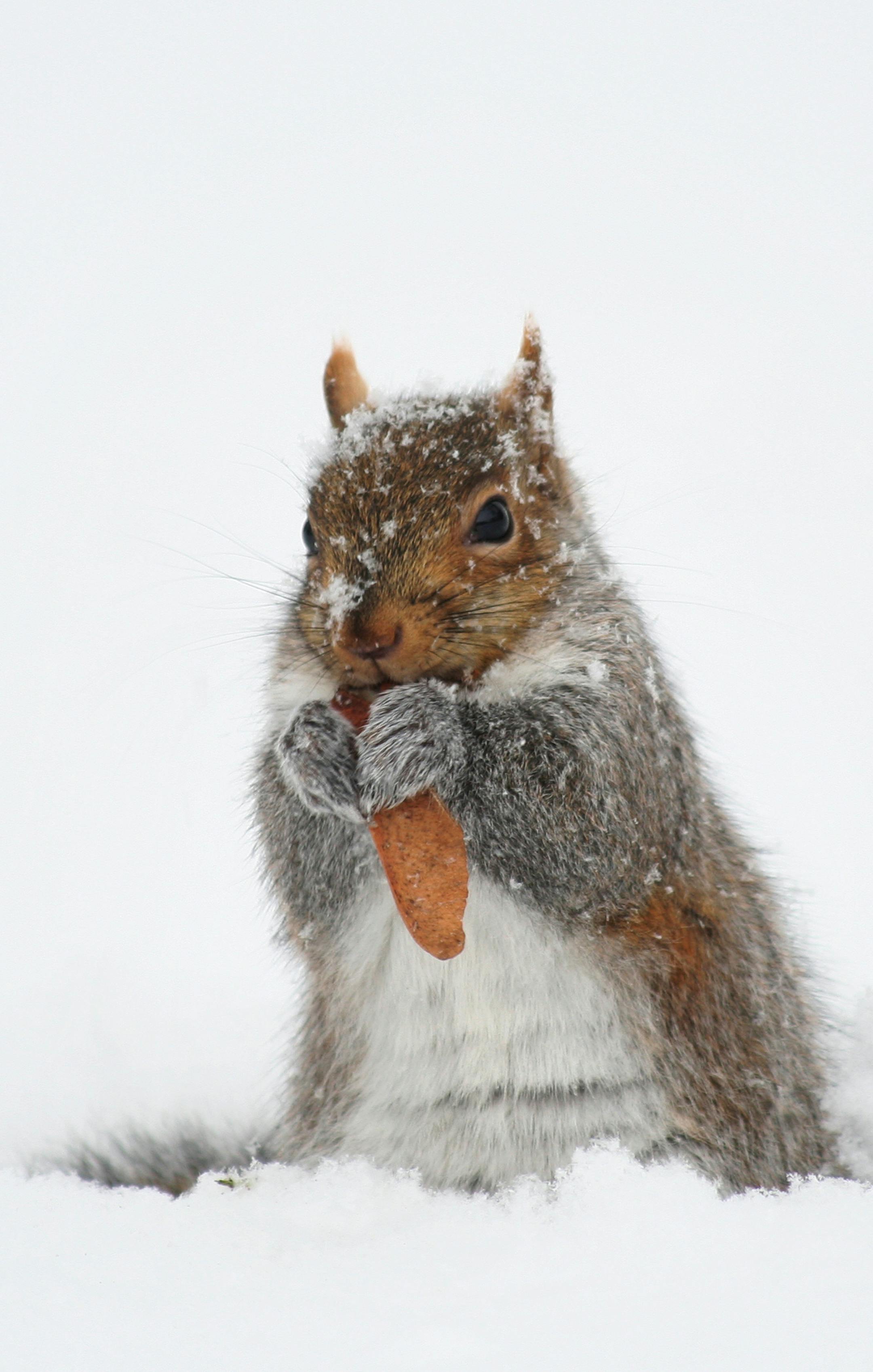 Squirrels rely on maple seeds among other sources.