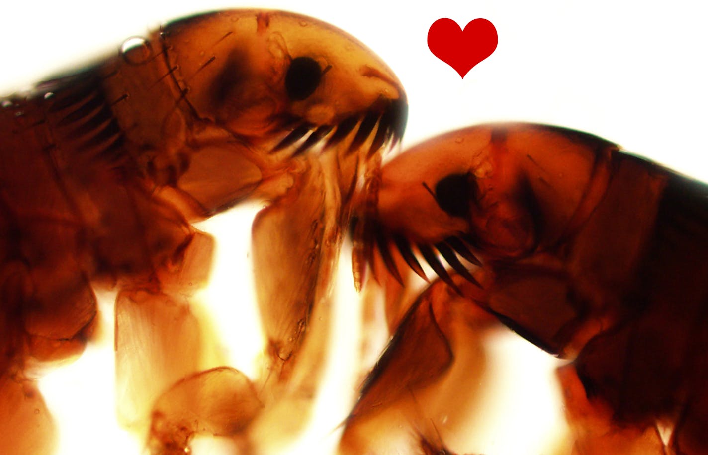 Kissing fleas___Images of parasites that appear in a calendar made by Dr. Bobbi Pritt, a doctor at the Mayo Clinic in Rochester, who studies diseases caused by ticks and other parasites.