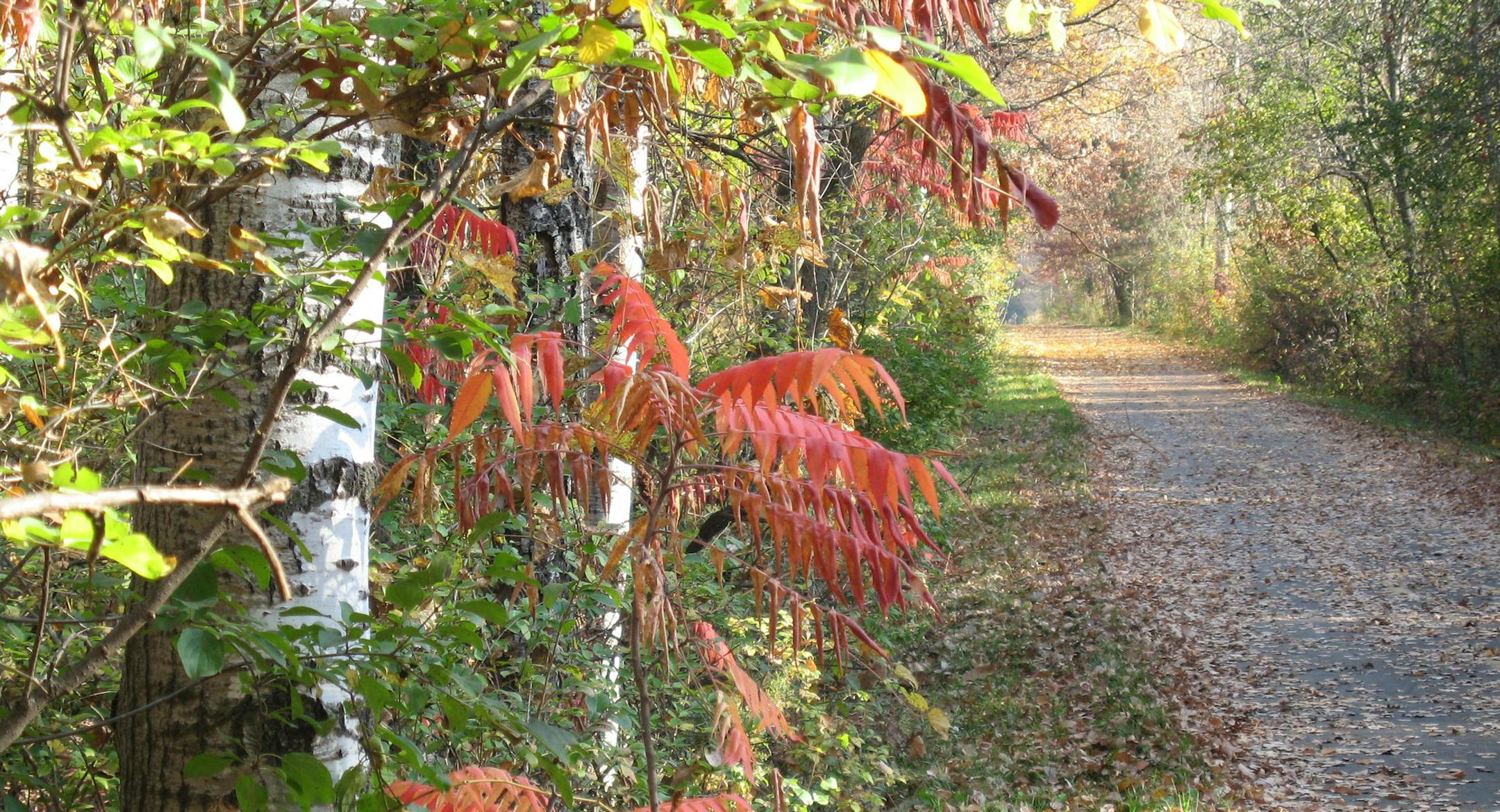 The Gateway State Trail, winding through the rural city of Grant, has become the most-used trail in Minnesota. A year from now the Browns Creek State Trail will intersect with it, leading to downtown Stillwater.