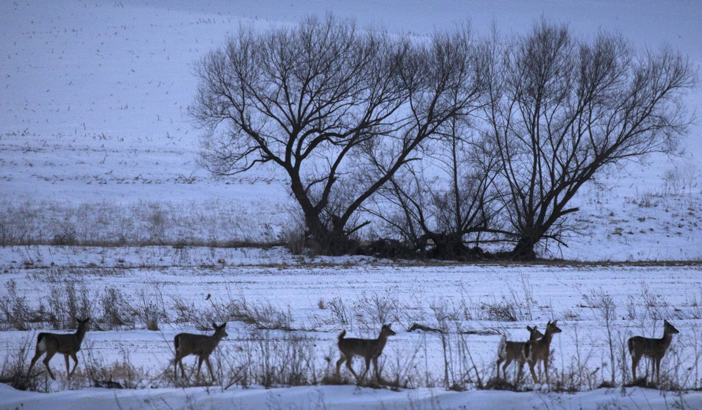 A half-dozen whitetail deer congregated just outside of Chatfield in southeast Minnesota, an area the DNR wants to intensively manage to minimize the spread of CWD.