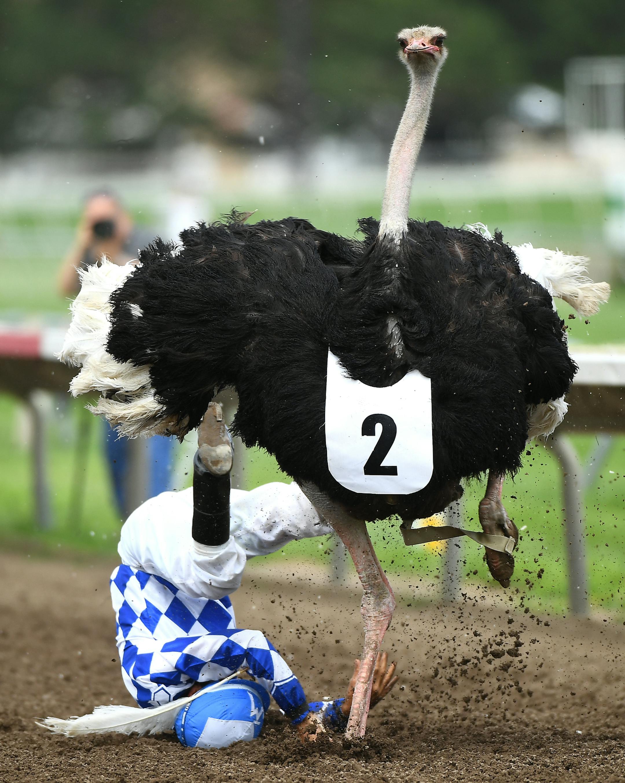 Jockey Jose Montoya was upended close to the finish line by "BrEGGxit" the ostrich during Saturday's "Extreme Race Day" at Canterbury Park, July 16, 2016 ORG XMIT: MIN1607161653461775