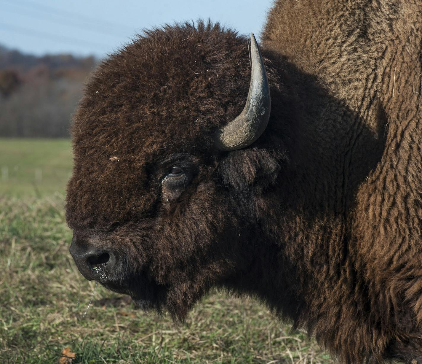 In this photo taken Nov. 3, 2015,"T-Bone," the main bull on Zach Martin's ranch near Solsberry, Ind., looks on. Martin owns around 60 bison, 225 acres of Greene County land and a Bloomington storefront under the name Red Frazier Bison. (Chris Howell/The Herald-Times via AP)