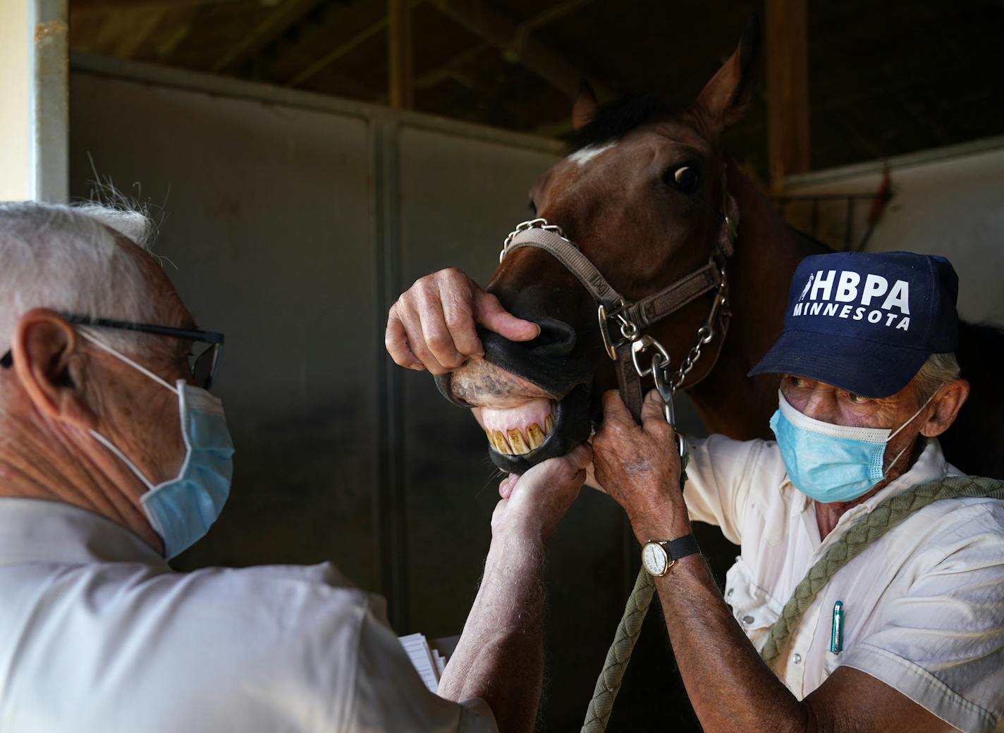 Bowman confirms a horse's identity by checking its lip tattoo during his morning rounds at Canterbury Park. He has worked with horses since his childhood, including stints as a jockey, rodeo competitor, equine dentist and racetrack veterinarian. He's in Canterbury's Hall of Fame.