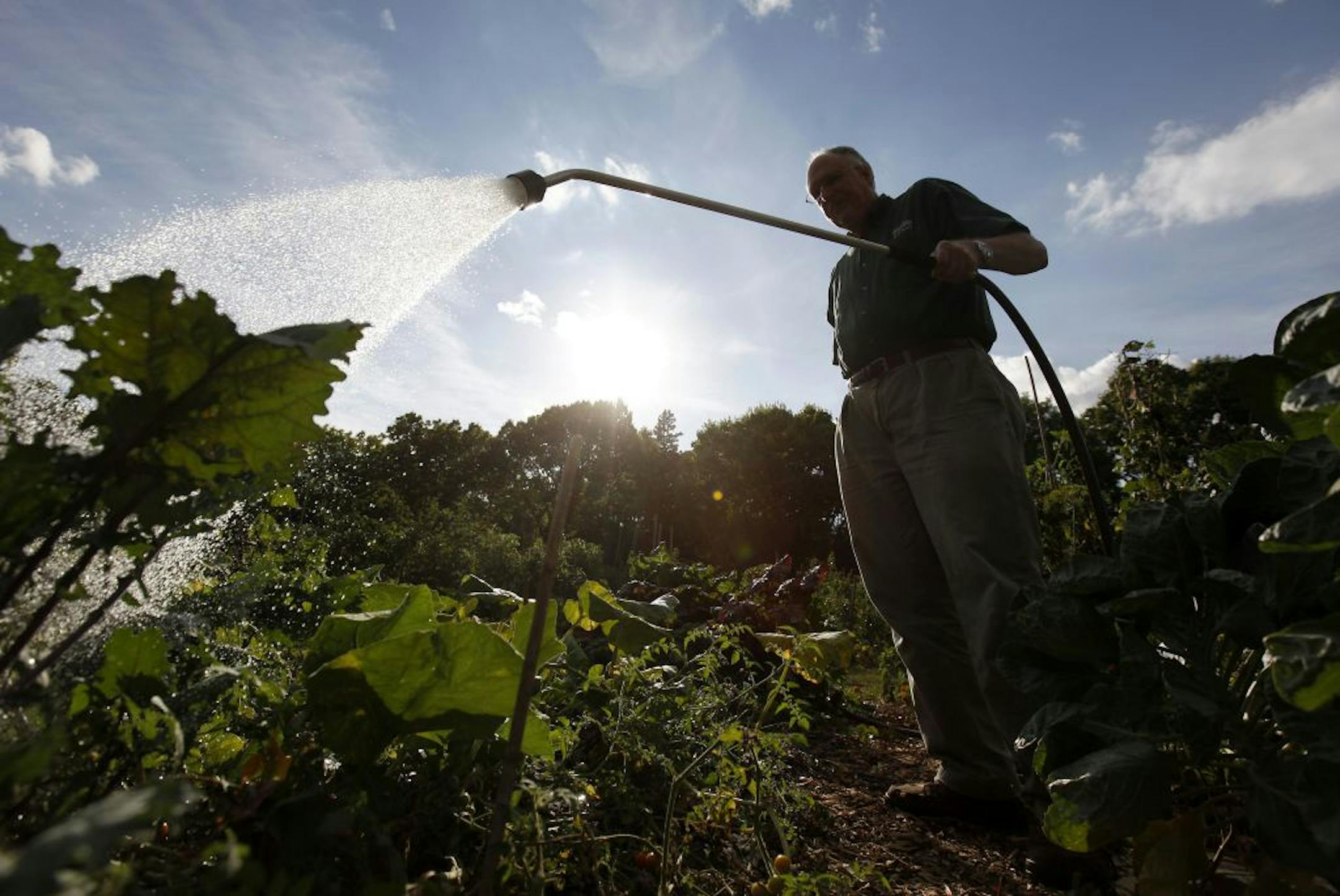 Peter Rubbert watered the plot that he and his housemate share at Dowling Community Garden in Minneapolis. A freeze warning is adding to gardeners' worries.