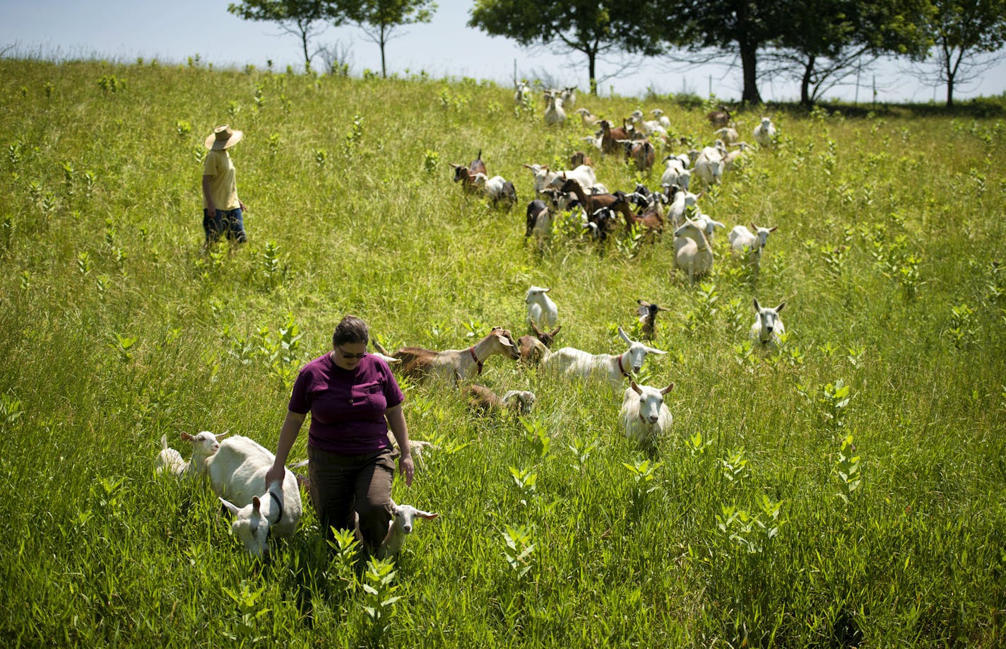 Kate led the herd of goats to a fresh pasture where they eagerly feasted on their favorite food fresh tree leaves. Lynne Reeck and Kate Wall operate Singing Hills Dairy Goat Farm, near Nerstrand, Minn., where they milk 26 goats and turn their organic milk into cheese. Some are raised for their meat. Monday, July 8, 2013 ] GLEN STUBBE * gstubbe@startribune.com