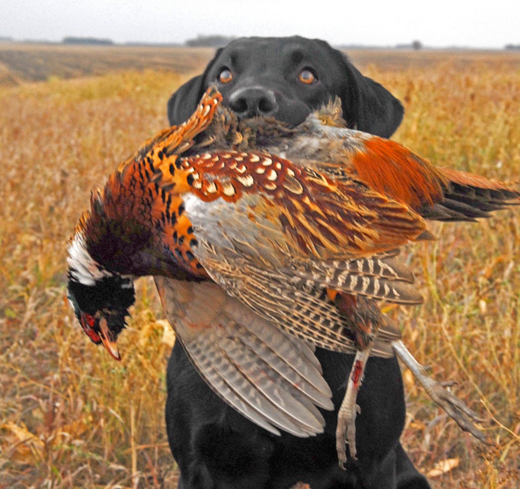 Duke, a black Labrador, in Yellow Medicine County with a rooster pheasant during a recent hunt.