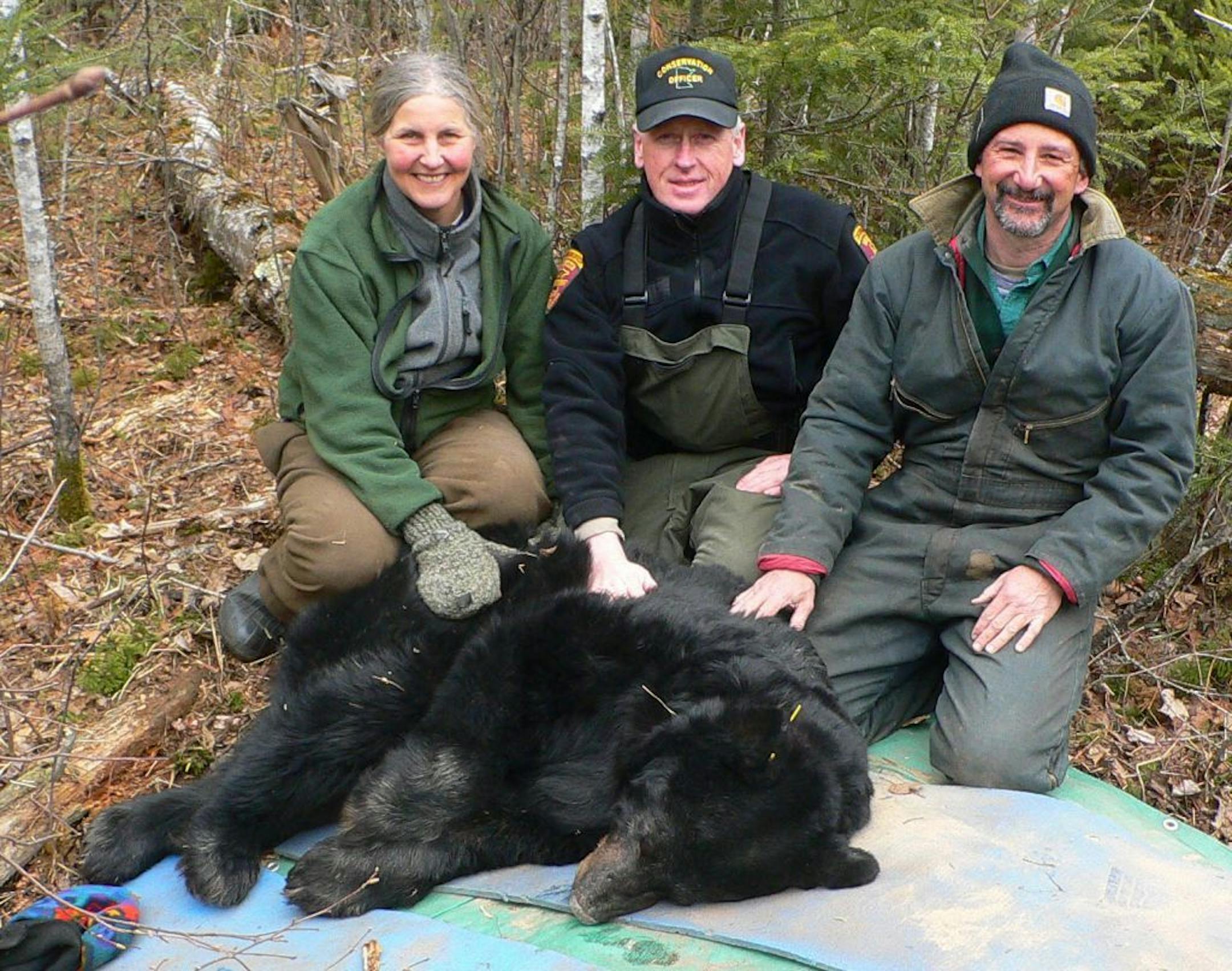 DNR employees Karen Noyce, Ken Soring and Dave Garshelis with No. 56, a 36-year-old blackbear that researchers have been monitoring for 29 years. DNR photo