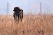 Bison graze on Shakopee Mdewakanton trust land in Shakopee in 2023.