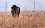 Bison graze on Shakopee Mdewakanton trust land in Shakopee in 2023.
