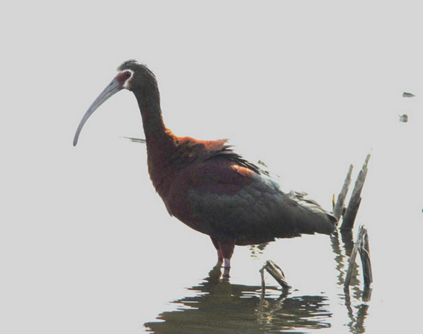 The white face on a white-faced ibis refers to the narrow strip of white feathering curling around the eyes. A flock of 66 of this species was seen near Marietta, MN, in late April. The species is common in South Dakota. Jim Williams photo