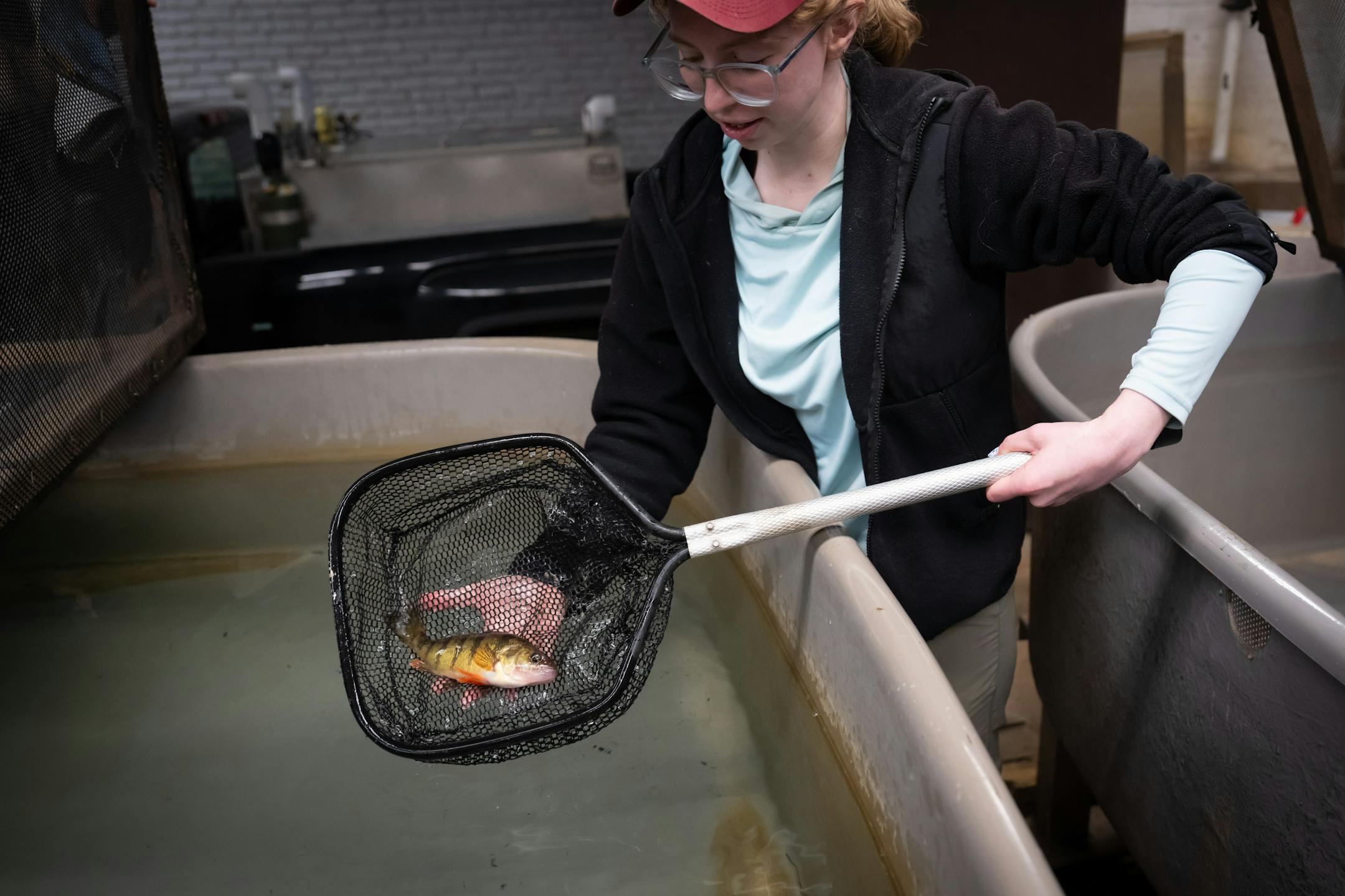 Genevieve Furtner, St. Paul State Fish Hatchery Supervisor gently placed Mochi, a donated perch into the tank of fish headed for the State Fair.