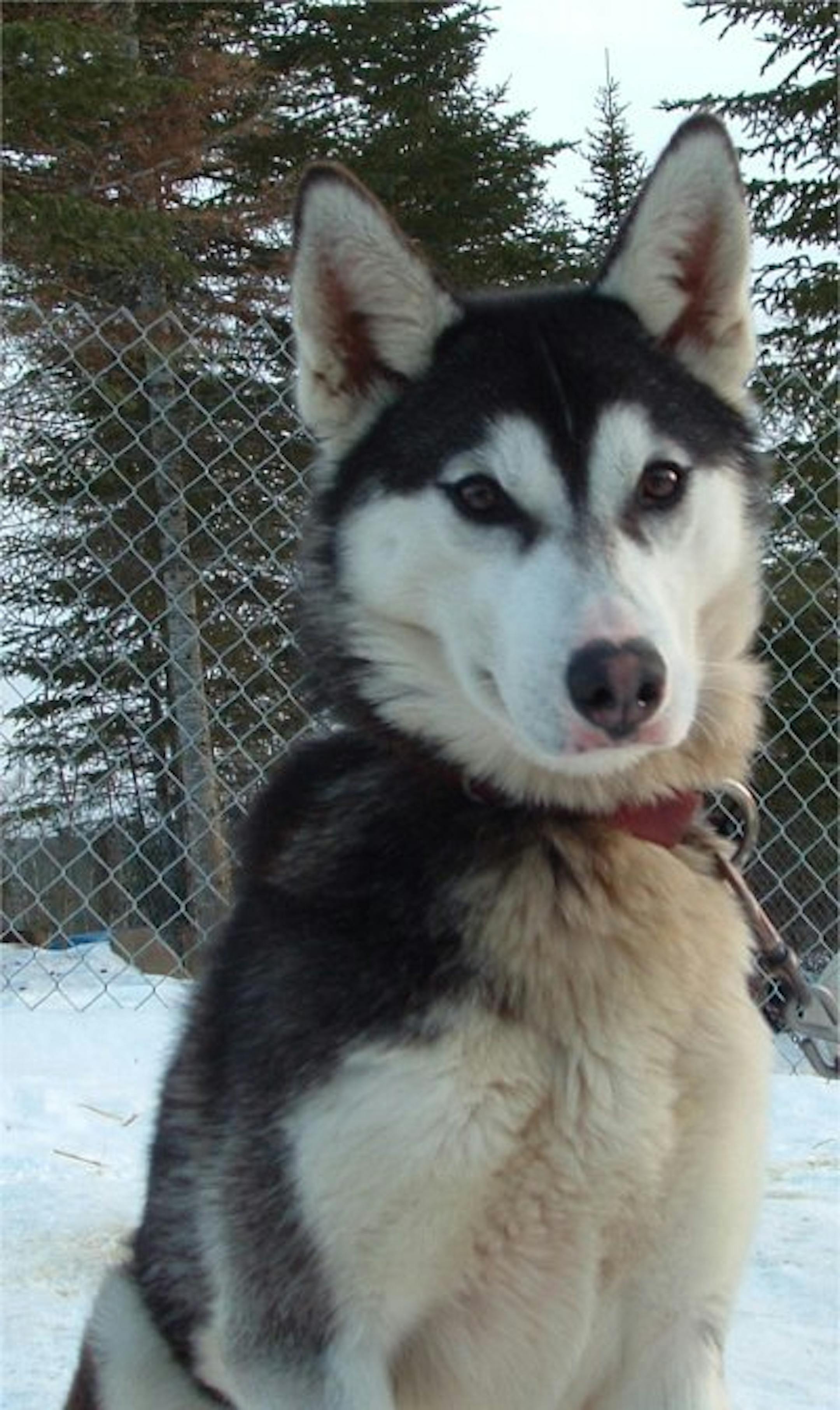 Lorne, who died in the Iditarod race