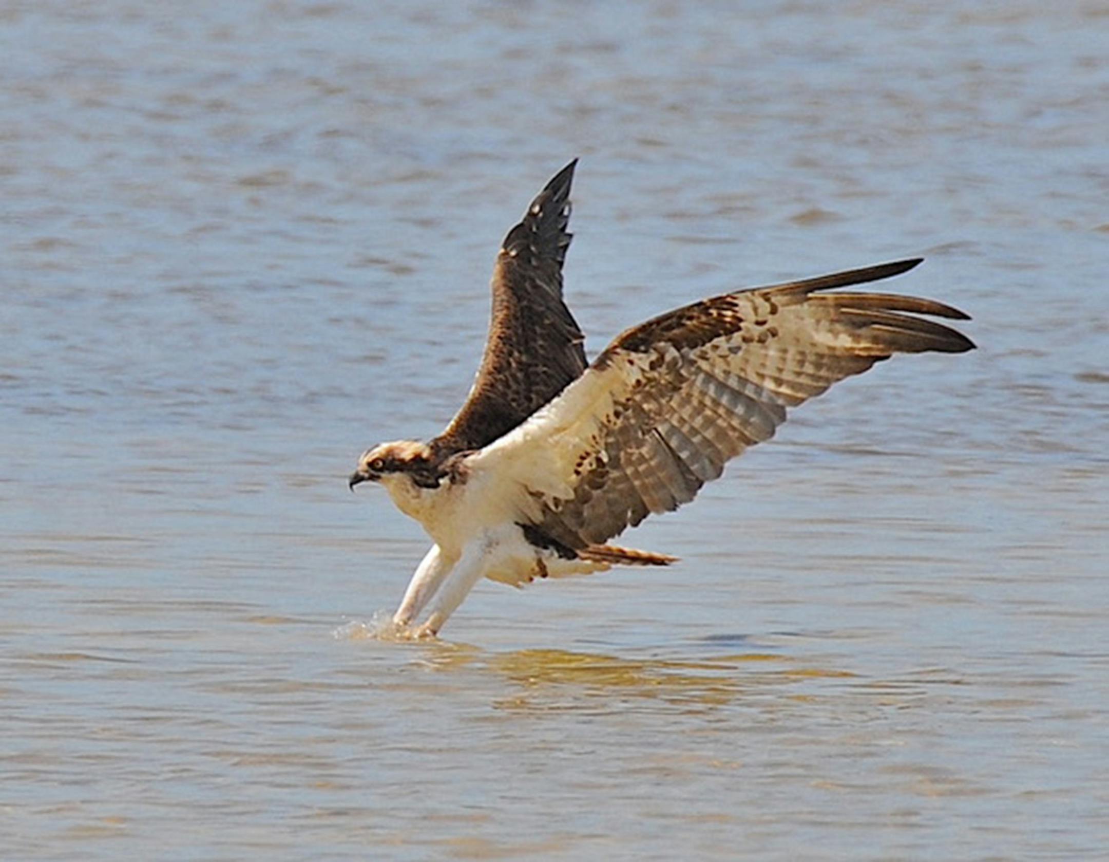 An osprey touches down at the surface of water preparing to catch a fish.