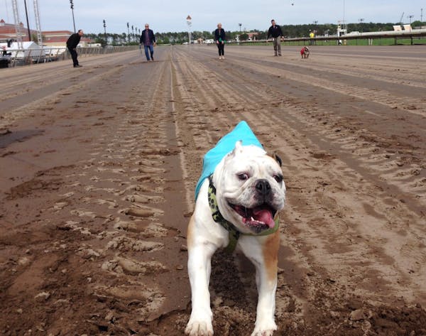 Here's Fergie, one of the bulldogs racing Monday in Canterbury's "Running of the Bulldogs."