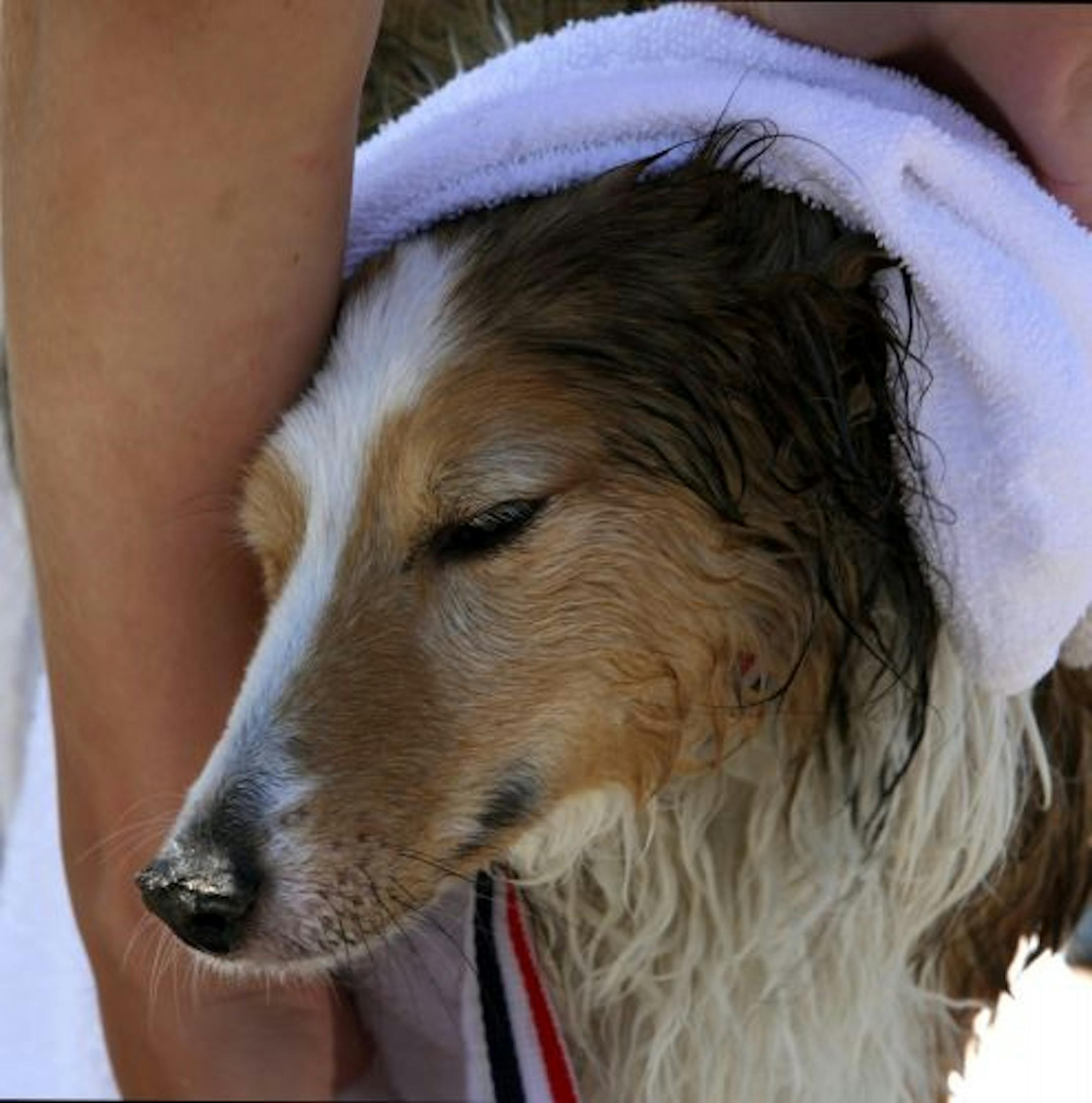 KYNDELL HARKNESS � kharkness@startribune.com 5/30/09 Homeward Bound dog rescue was having a dog wash to raise money[Volunteers dried off Piper, a 10 year-old Shetland Sheepdog, at Normandale Park in Edina. The dog wash put on by Homeward Bound Dog Rescue to raise money and awareness for the organization.