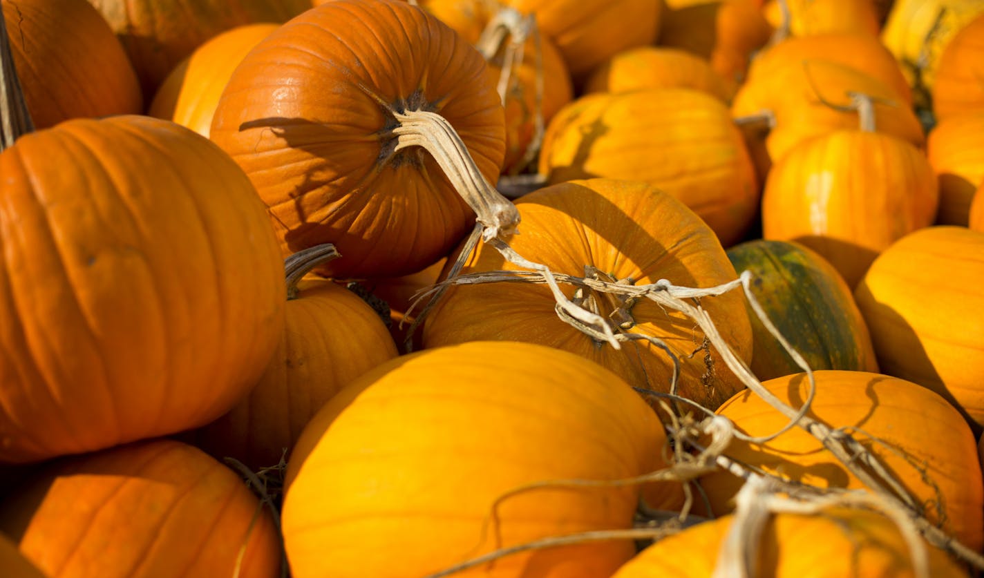 Its been a good year for pumpkins in the Twin Cities area. Sharon and Tom Pogreba run the Hugo Animal Farm and each year host visiting groups to pick their own pumpkins. They are open weekends from 1 to 5 p.m. through the end of October. Tuesday, October 16, 2012 ] GLEN STUBBE * gstubbe@startribune.com