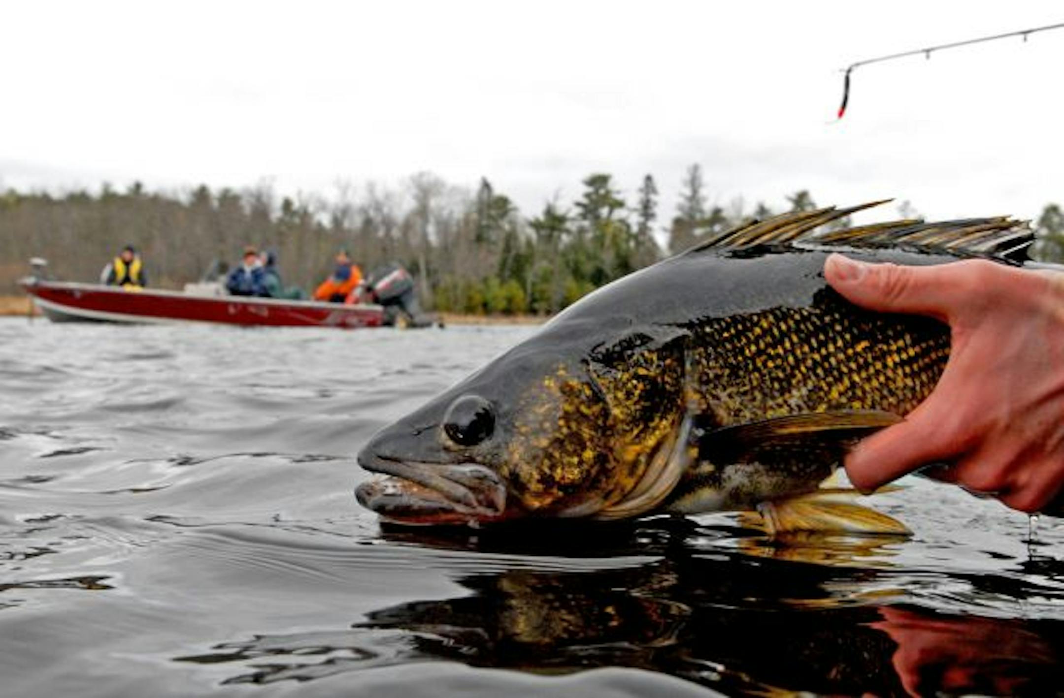 A 6.5 pound walleye was released Saturday on Crane Lake, northeast of Orr, Minn., near the Canadian border.