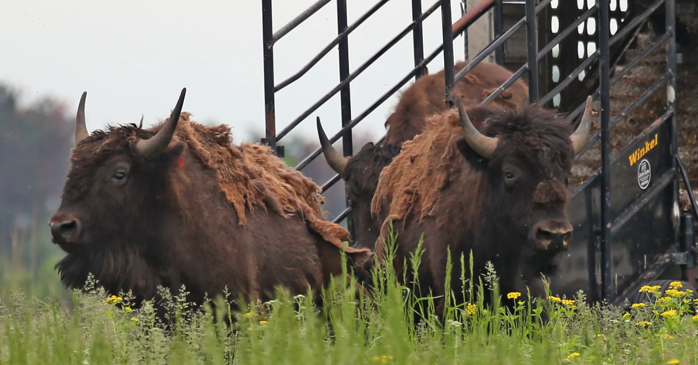 Die Bisons sind zurück im St. Croix Valley. Bringen Sie Ihr Fernglas mit.