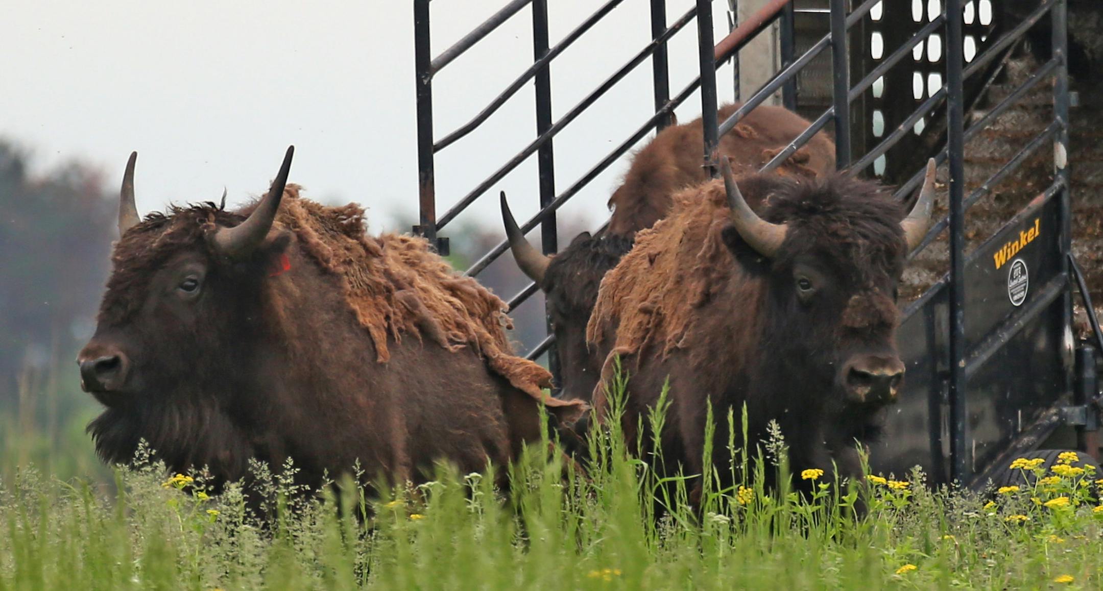 Several hundred people watched last year as some of the 35 bison were released from a transport truck at the sixth bison release at the Belwin Conservancy in Afton.