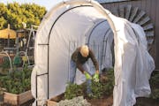 High tunnel systems with hoops and row covers work well on garden beds filled with large plants, allowing easy access for harvesting while protecting 