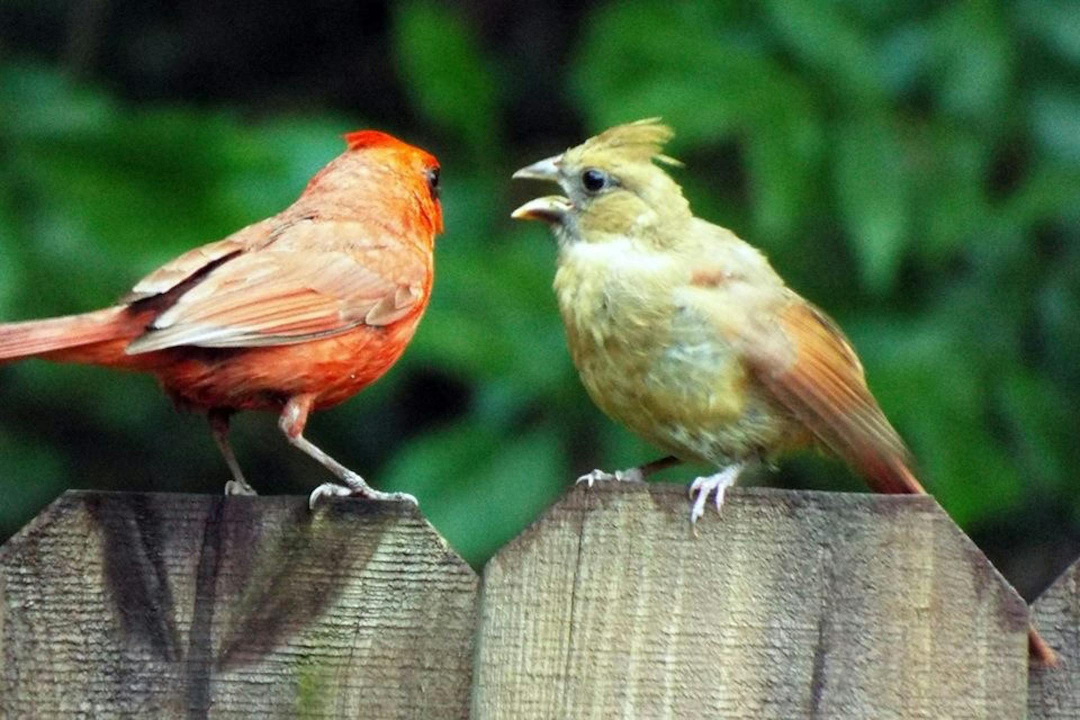 A "teenaged" cardinal begs for food from its father.