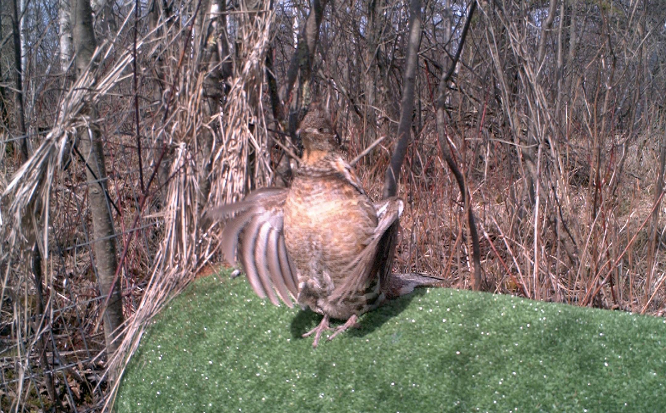 This trail cam image of a male ruffed grouse drumming was taken as the bird used an artifical drumming log created and placed by the author.
