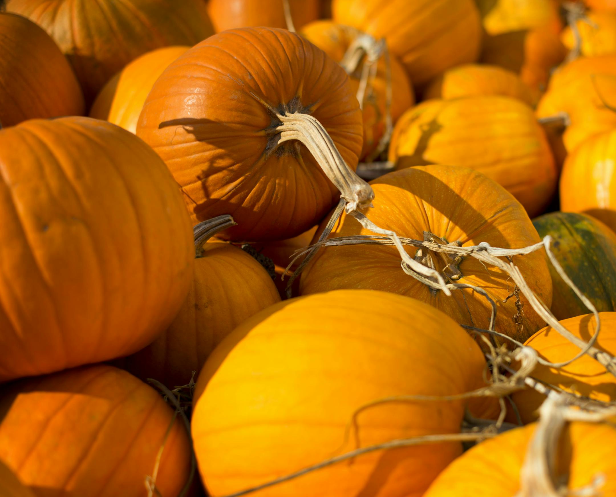 Its been a good year for pumpkins in the Twin Cities area. Sharon and Tom Pogreba run the Hugo Animal Farm and each year host visiting groups to pick their own pumpkins. They are open weekends from 1 to 5 p.m. through the end of October. Tuesday, October 16, 2012 ] GLEN STUBBE * gstubbe@startribune.com