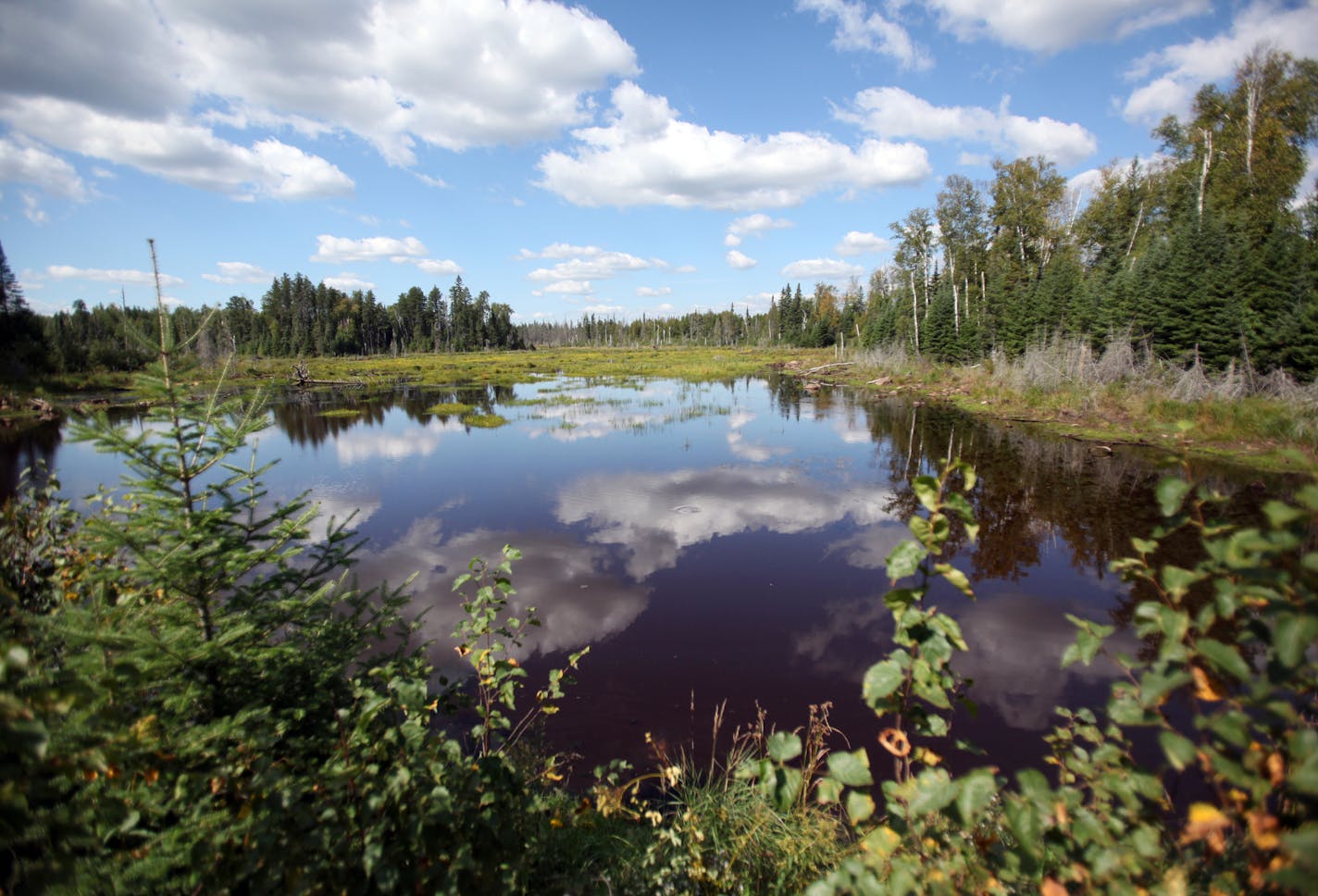 A swamp is located right on the edge of where Polymet's open mine pit will be. The company will be required to monitor and filter the water. The area was filled with signs of wildlife; moose tracks, wolf scat, and ducks were present Wednesday, September 7, 2011, in Hoyt Lakes, Minn. (RENEE JONES SCHNEIDER/ reneejones@startribune.com)