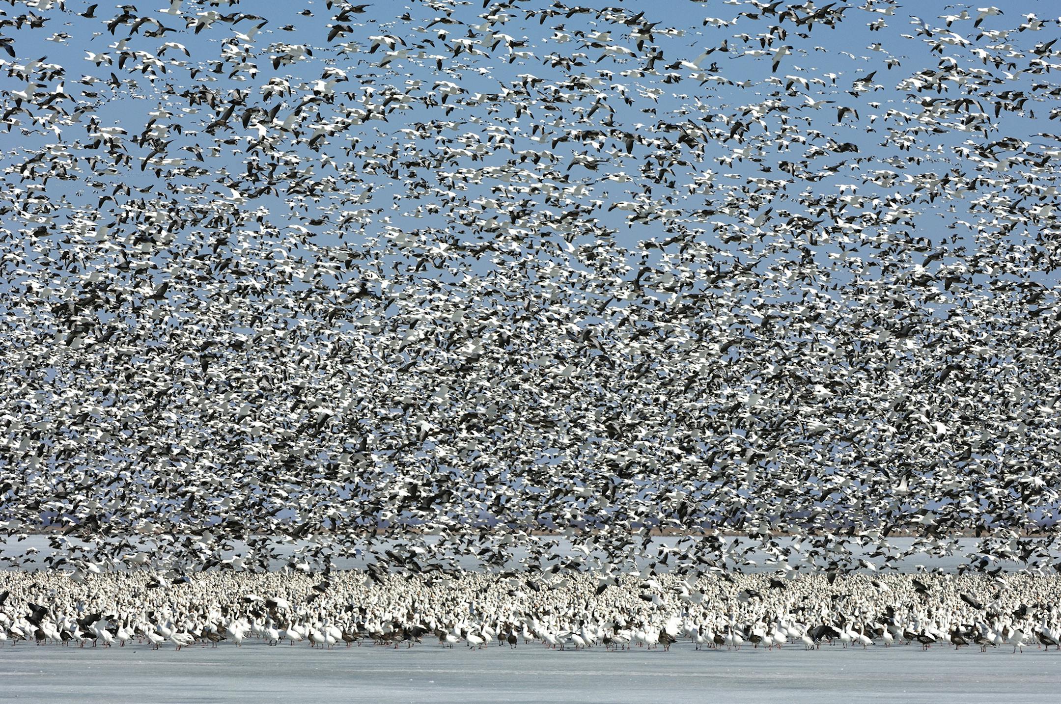 A huge flock of lesser snow geese takes flight from a frozen marsh. Snow geese typically gather in giant flocks duriing spring migration. The sight and sound of a flock rising is one of nature's most spectacular events.