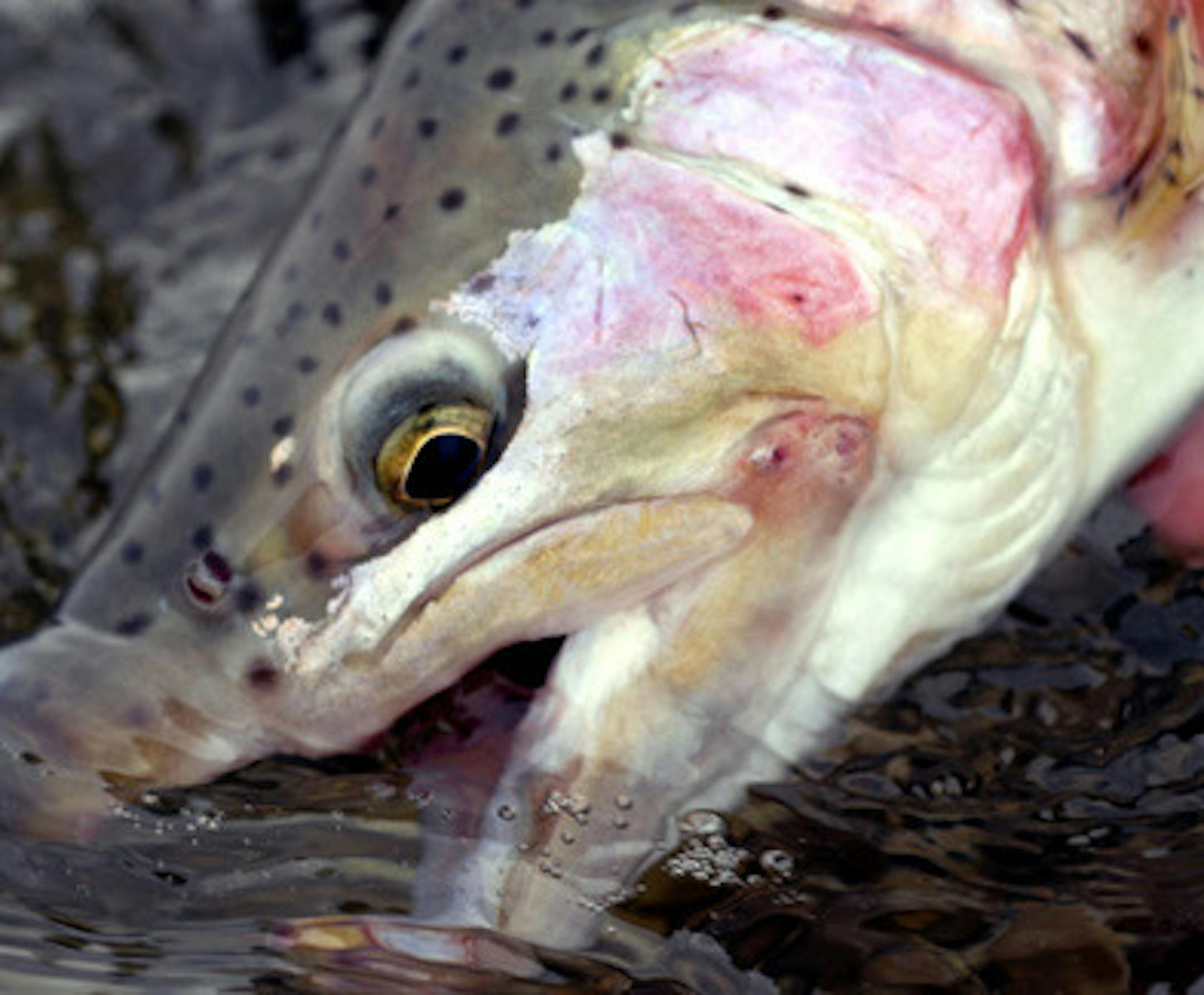 Trout are abundant in Minnesota's Driftless Area but conservationists and state officials have started to review the durability of habitat improvement projects after a series of restoration work has been blown out by recurring floods and high water.